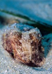 Tiny cuttlefish only in 2m just of the
beach, who needs ... by Derek Haslam 